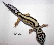 Geckos (9).jpg