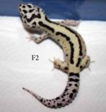 Geckos (10).jpg