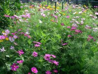 wildflowers 001.jpg