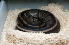 Mojave Pied x Dinker.jpg