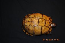patternless2.jpg