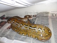 snakes322.jpg