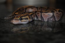 DSC_1103.jpg