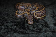 DSC_1135.jpg