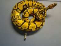 Blonde pastel Male.jpg