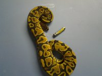 Yellow Belly female 1.jpg