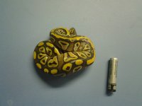 hatchling mojave.jpg
