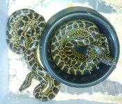 kingsnake ads 424.jpg