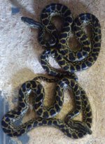kingsnake ads 426.jpg
