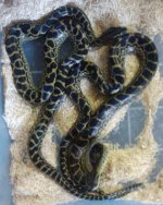 kingsnake ads 427.jpg