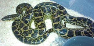 kingsnake ads 416.jpg