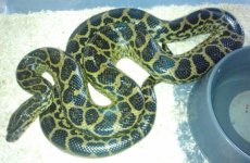 kingsnake ads 417.jpg