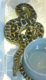 kingsnake ads 420.jpg