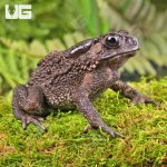 ug_asian_toad_2.jpg