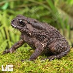 ug_asian_toad_1.jpg