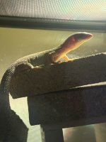 IMG_0312.jpeg