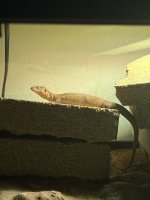 IMG_0169.jpeg