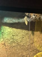 IMG_0153.jpeg