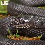 ug_2022_Black_Pine_Snake_1.jpg