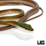ug_new_parrot_snake_1.jpg