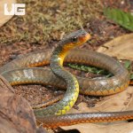 ug_machete_snake_6.jpg