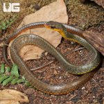 ug_machete_snake_5.jpg