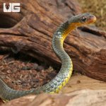 ug_machete_snake_2.jpg