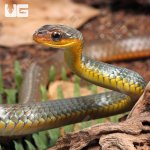 ug_machete_snake_1.jpg