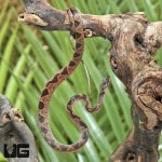 ug_Baby_Suriname_Cat_Eye_Snake_4.jpg