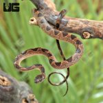 ug_Baby_Suriname_Cat_Eye_Snake_3.jpg