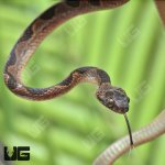 ug_Baby_Suriname_Cat_Eye_Snake_2.jpg