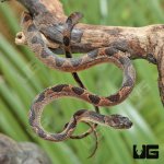 ug_Baby_Suriname_Cat_Eye_Snake_1.jpg