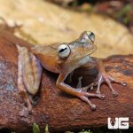 ug_Convict_Tree_Frog_4.jpg