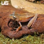 ug_Convict_Tree_Frog_3.jpg