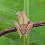 ug_Convict_Tree_Frog_2.jpg