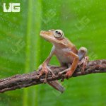 ug_Convict_Tree_Frog_1.jpg