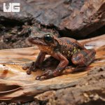 ug_Buckleys_Slender_Legged_Tree_Frog_4.jpg