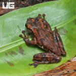 ug_Buckleys_Slender_Legged_Tree_Frog_3.jpg