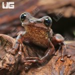 ug_Buckleys_Slender_Legged_Tree_Frog_2.jpg