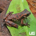 ug_Buckleys_Slender_Legged_Tree_Frog_1.jpg