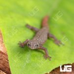 ug_Juvenile_Ashy_Gecko_4.jpg