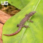 ug_Juvenile_Ashy_Gecko_2.jpg
