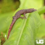 ug_Juvenile_Ashy_Gecko_1.jpg