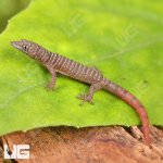 ug_Juvenile_Ashy_Gecko_3.jpg
