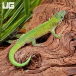 ug_Kochs_Day_Gecko_5.jpg