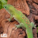 ug_Kochs_Day_Gecko_4.jpg