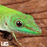 ug_Kochs_Day_Gecko_3.jpg