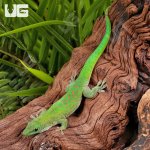ug_Kochs_Day_Gecko_1.jpg