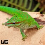 ug_Madagascar_Giant_Day_Gecko_4.jpg