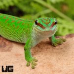 ug_Madagascar_Giant_Day_Gecko_3.jpg